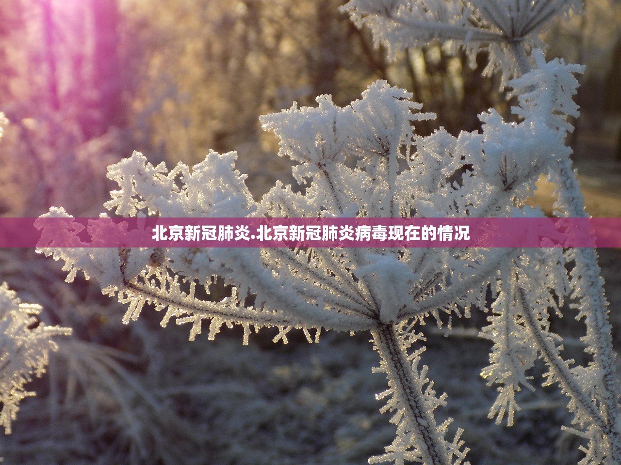 北京新冠肺炎.北京新冠肺炎病毒现在的情况