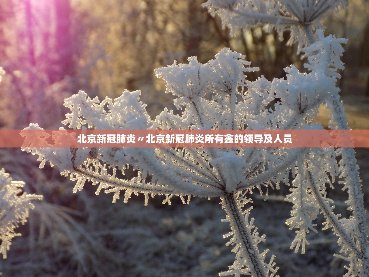 北京新冠肺炎〃北京新冠肺炎所有鑫的领导及人员