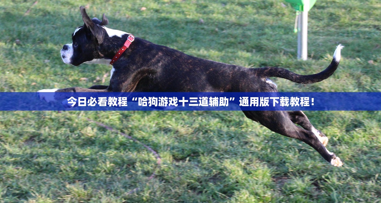 今日必看教程“哈狗游戏十三道辅助”通用版下载教程！