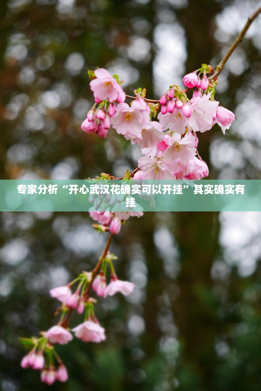 专家分析“开心武汉花确实可以开挂”其实确实有挂