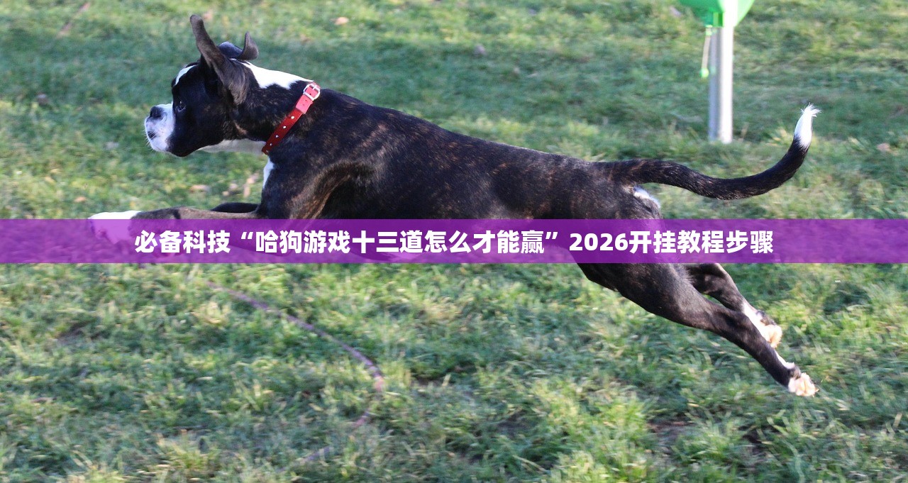 必备科技“哈狗游戏十三道怎么才能赢”2026开挂教程步骤
