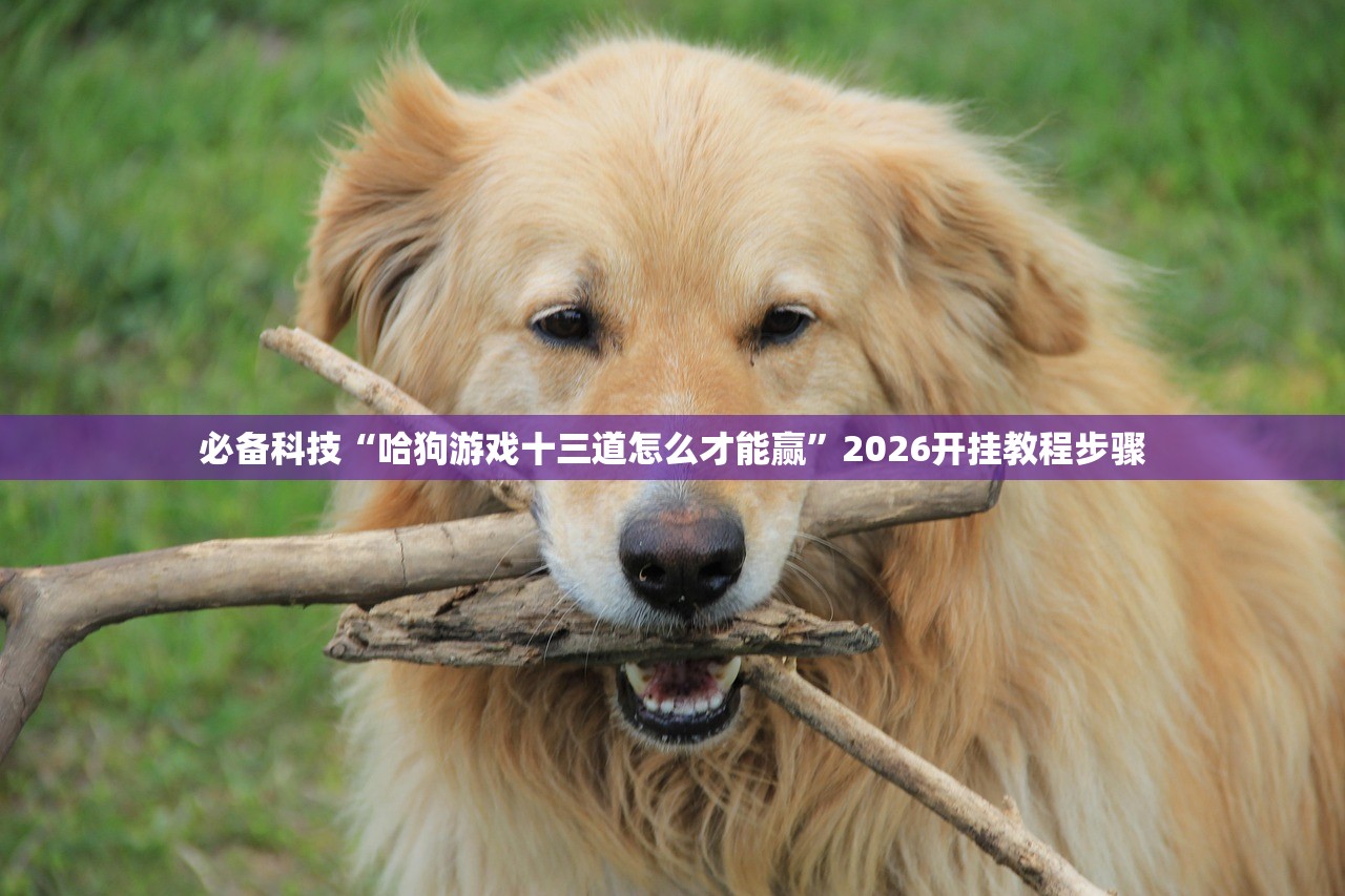 必备科技“哈狗游戏十三道怎么才能赢”2026开挂教程步骤