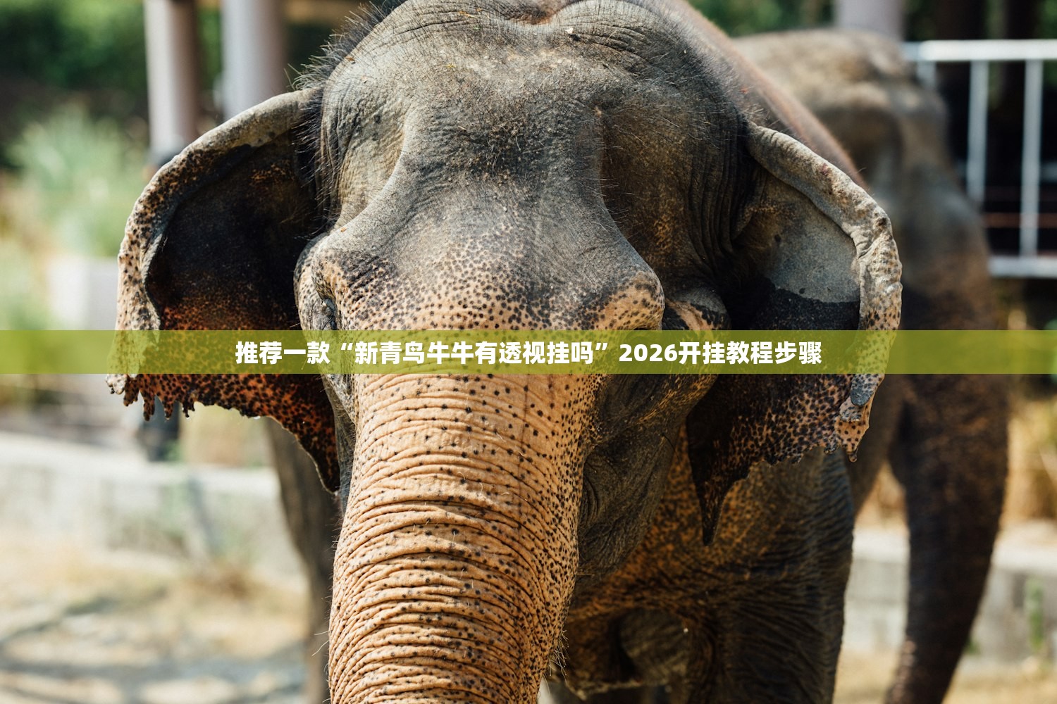 推荐一款“新青鸟牛牛有透视挂吗	”2026开挂教程步骤