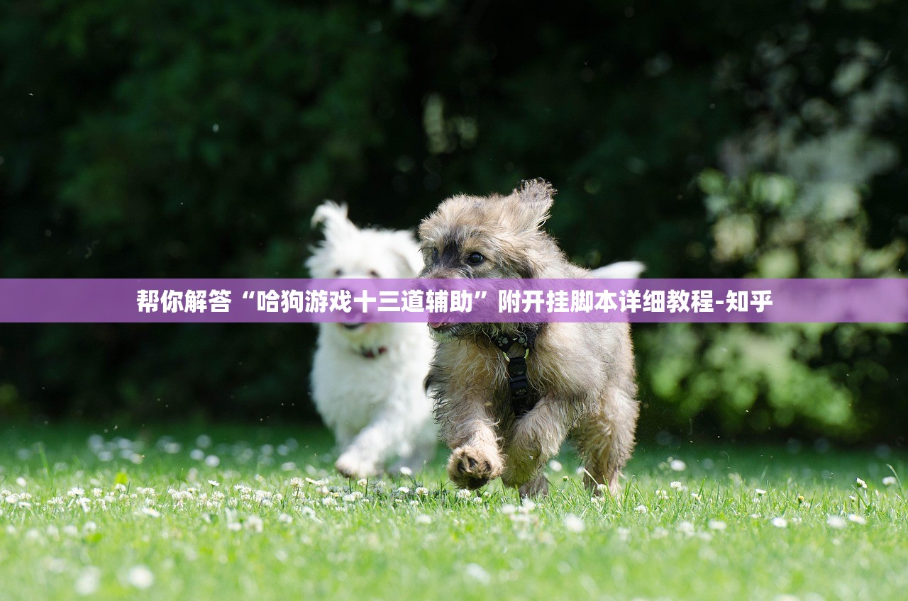 帮你解答“哈狗游戏十三道辅助”附开挂脚本详细教程-知乎