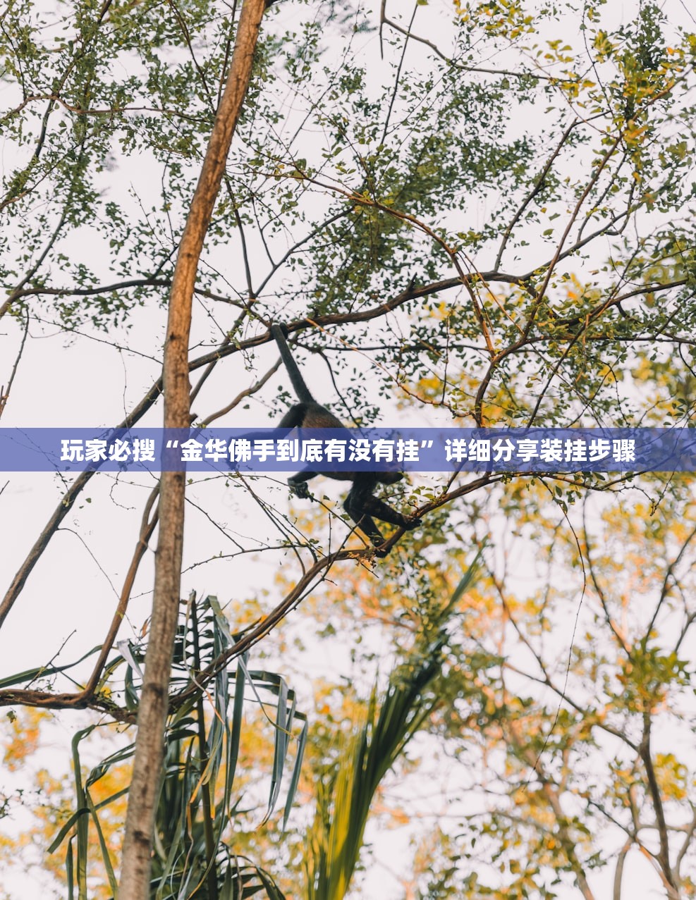 玩家必搜“金华佛手到底有没有挂”详细分享装挂步骤