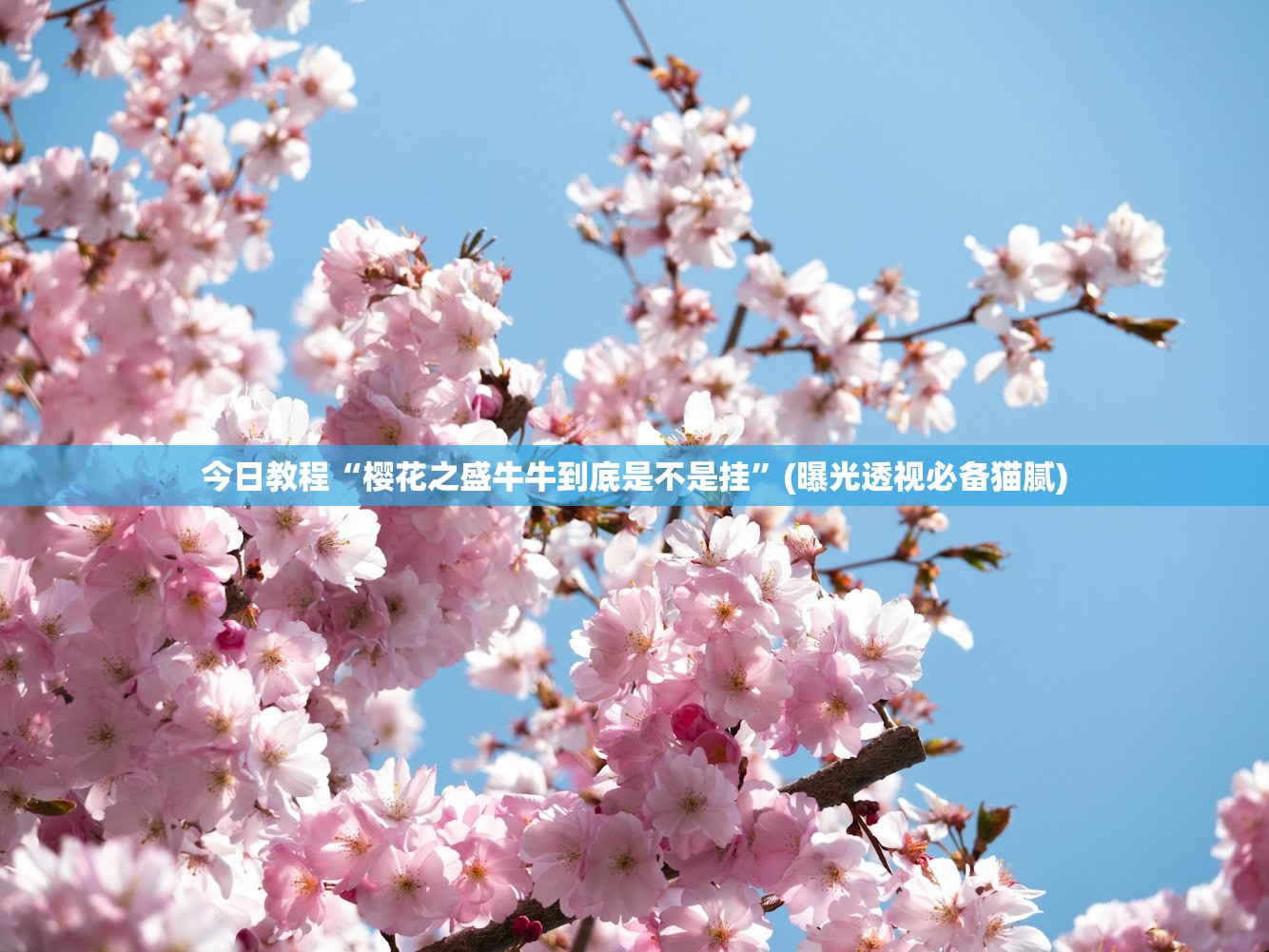 今日教程“樱花之盛牛牛到底是不是挂”(曝光透视必备猫腻)