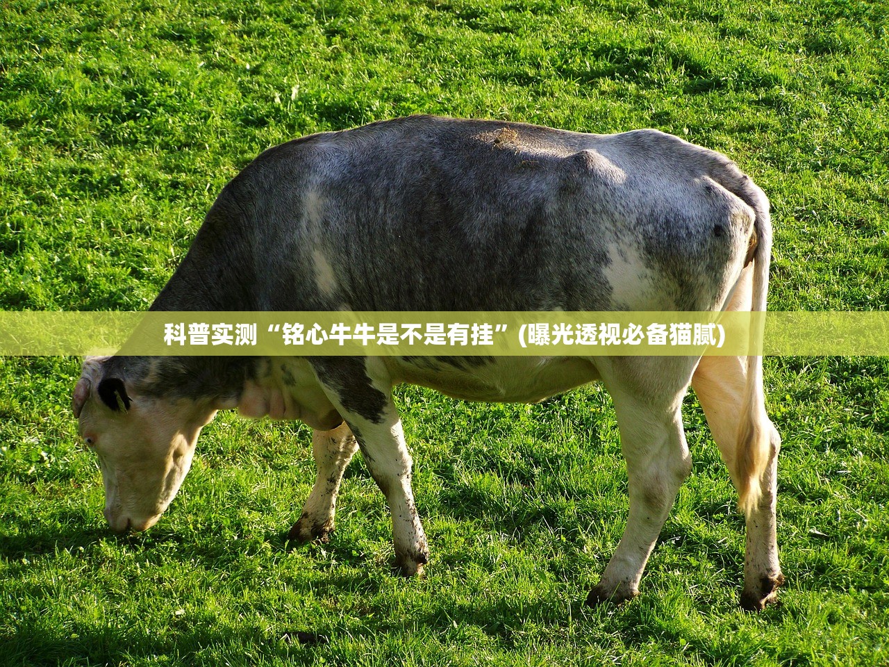 科普实测“铭心牛牛是不是有挂	”(曝光透视必备猫腻)