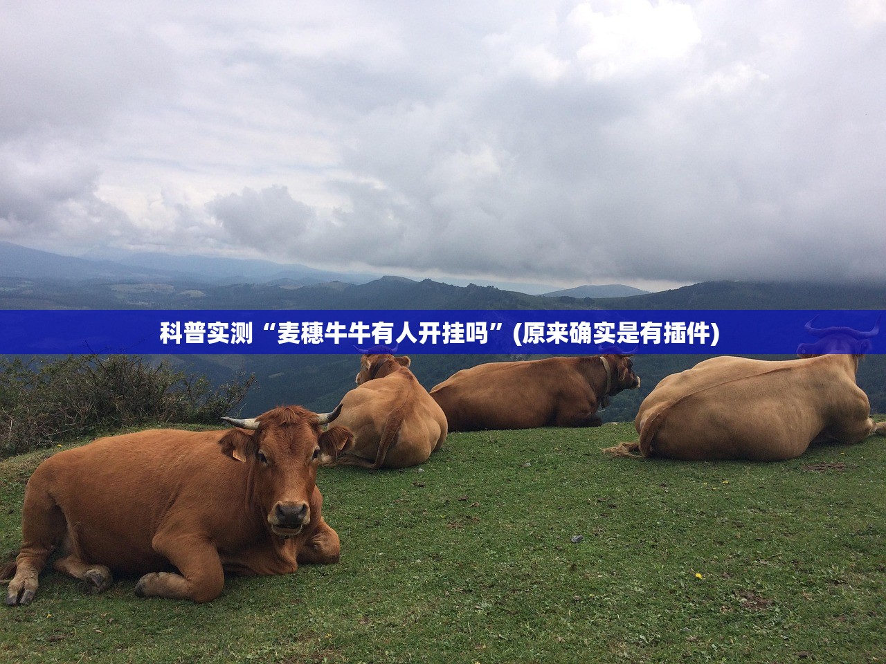 科普实测“麦穗牛牛有人开挂吗”(原来确实是有插件) 