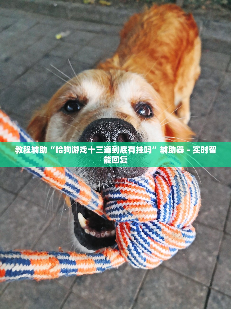 教程辅助“哈狗游戏十三道到底有挂吗”辅助器 – 实时智能回复