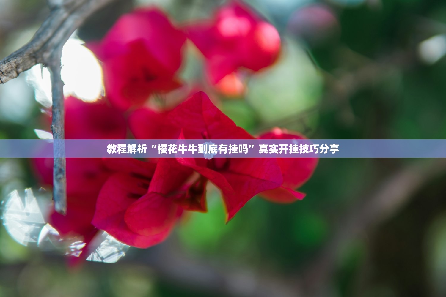教程解析“樱花牛牛到底有挂吗”真实开挂技巧分享