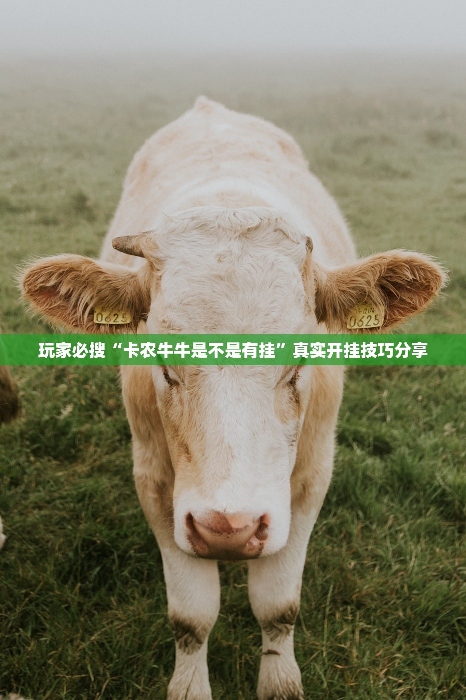 玩家必搜“卡农牛牛是不是有挂”真实开挂技巧分享