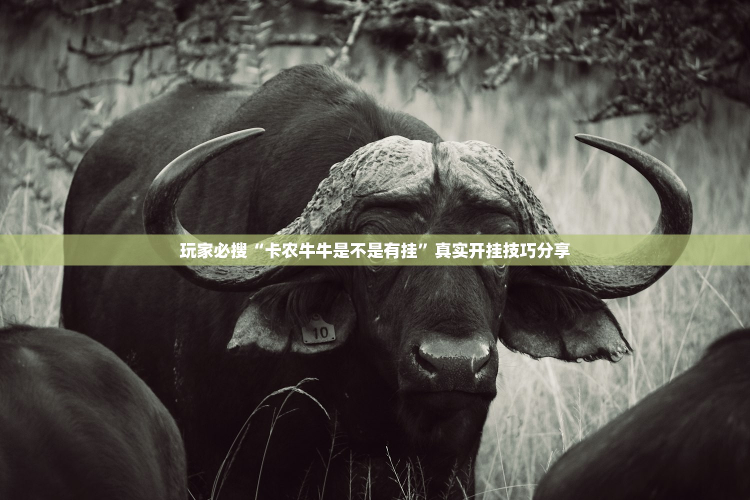 玩家必搜“卡农牛牛是不是有挂”真实开挂技巧分享