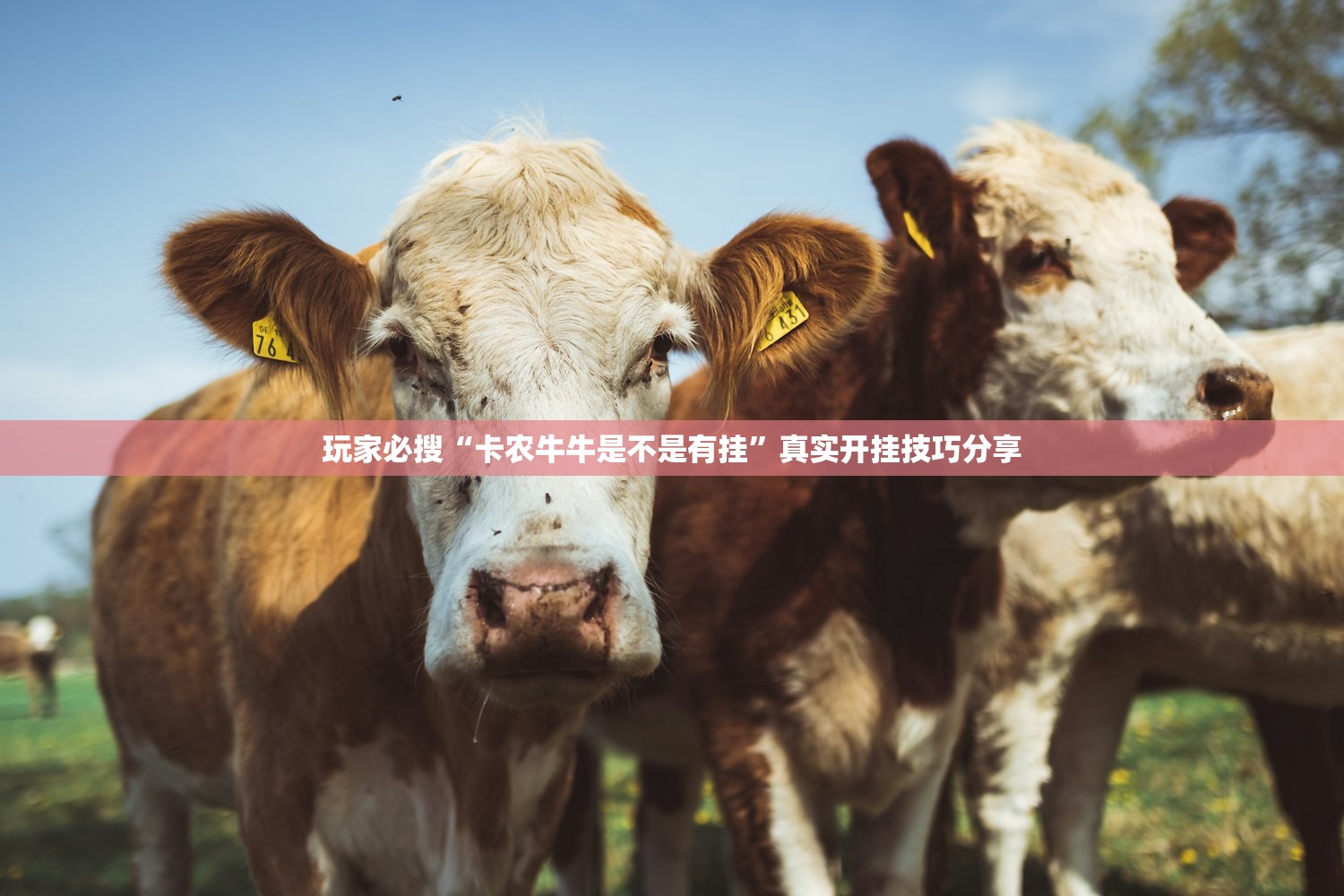 玩家必搜“卡农牛牛是不是有挂	”真实开挂技巧分享