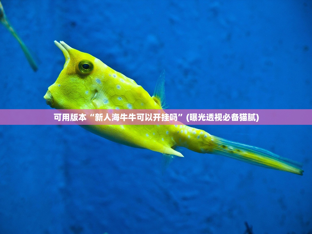 可用版本“新人海牛牛可以开挂吗”(曝光透视必备猫腻)