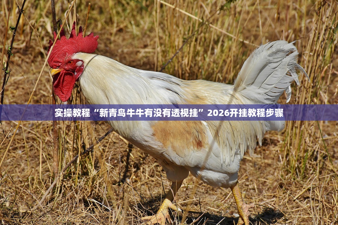 实操教程“新青鸟牛牛有没有透视挂”2026开挂教程步骤