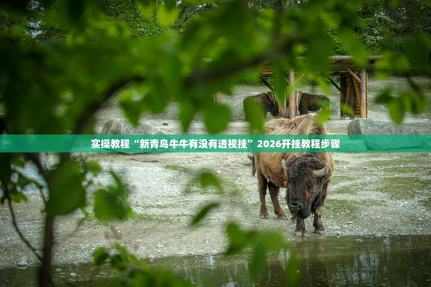 实操教程“新青鸟牛牛有没有透视挂	”2026开挂教程步骤