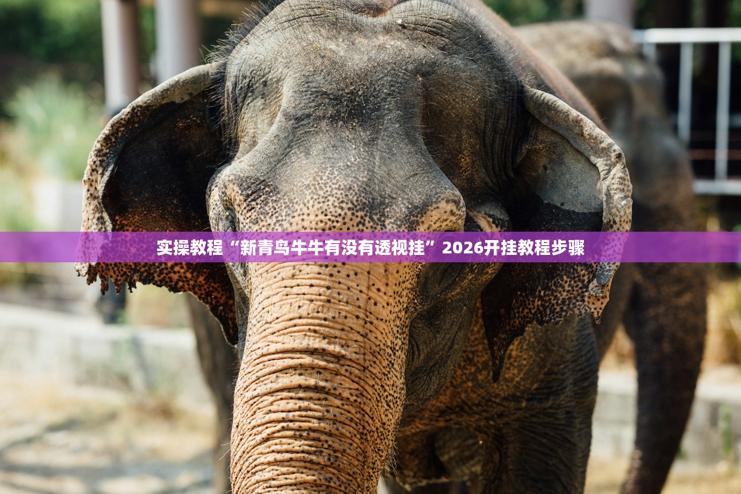 实操教程“新青鸟牛牛有没有透视挂”2026开挂教程步骤