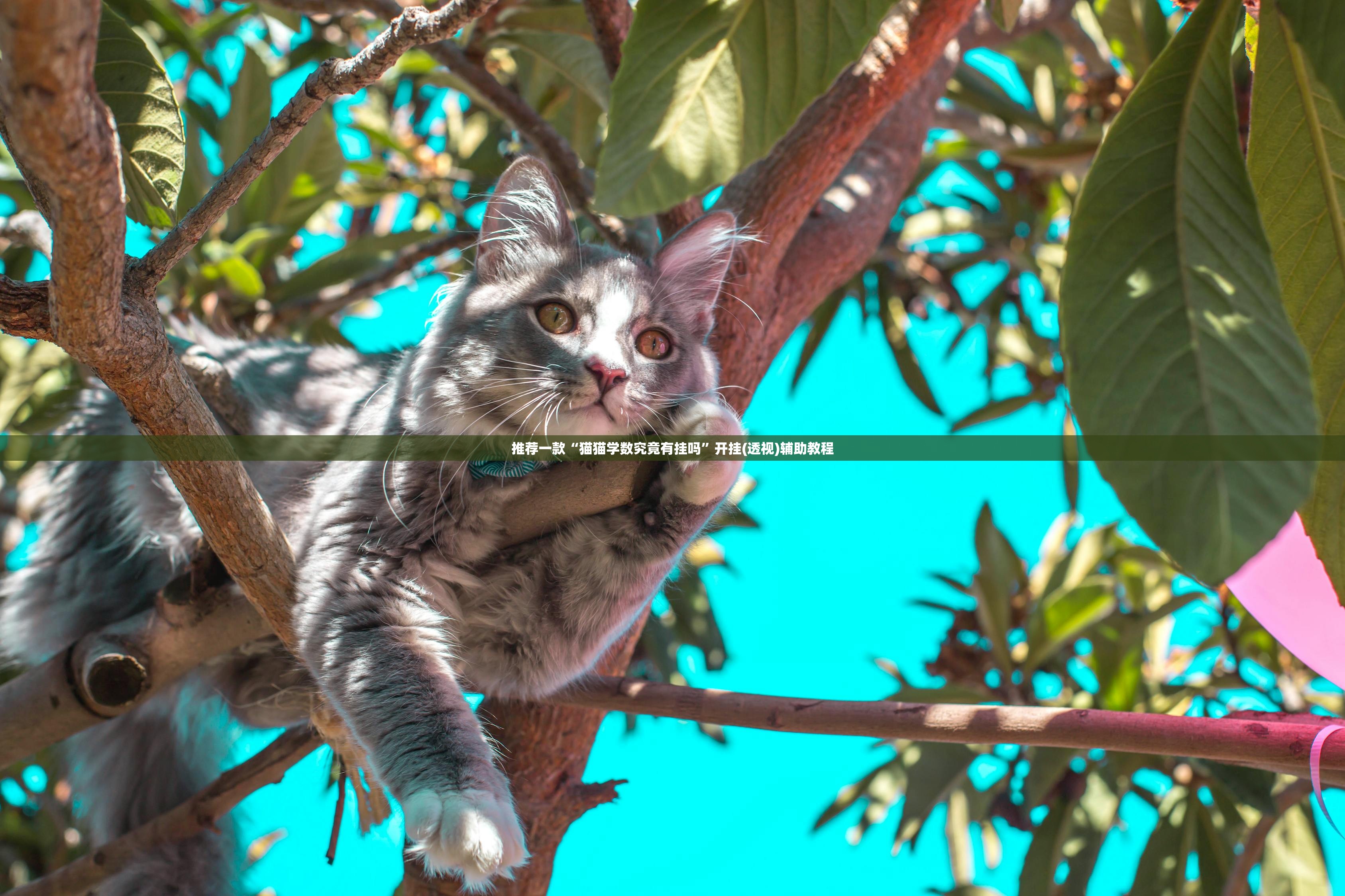 推荐一款“猫猫学数究竟有挂吗”开挂(透视)辅助教程
