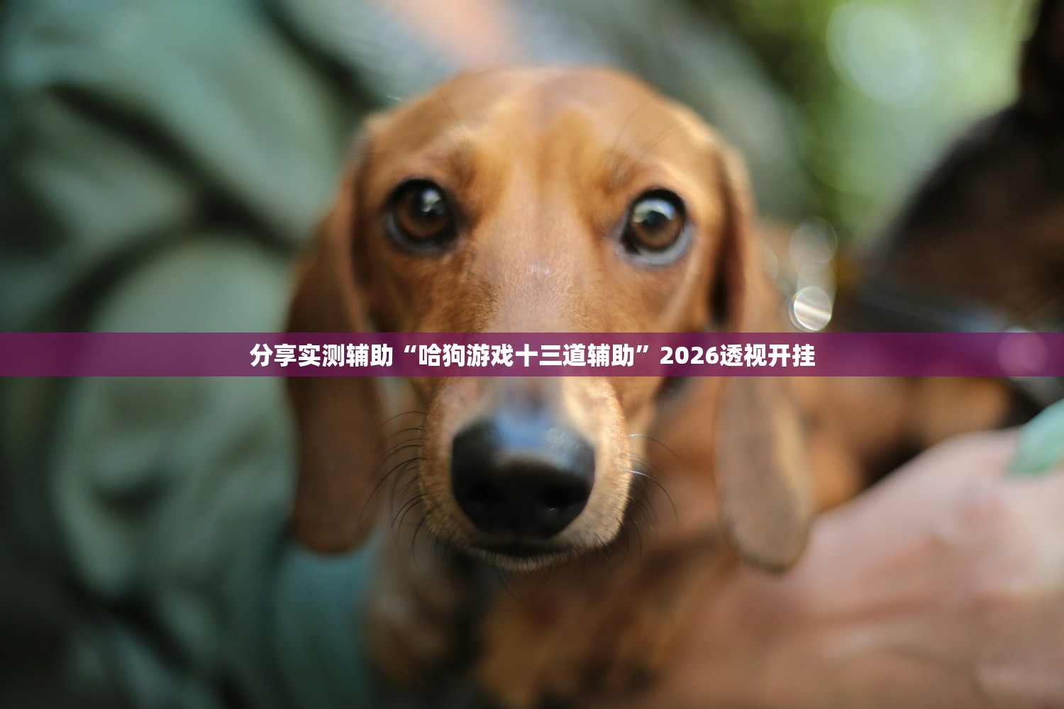 分享实测辅助“哈狗游戏十三道辅助”2026透视开挂