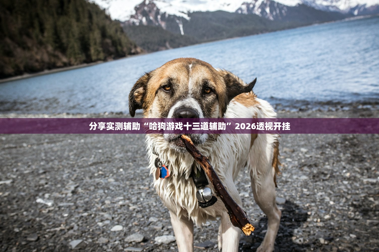 分享实测辅助“哈狗游戏十三道辅助	”2026透视开挂