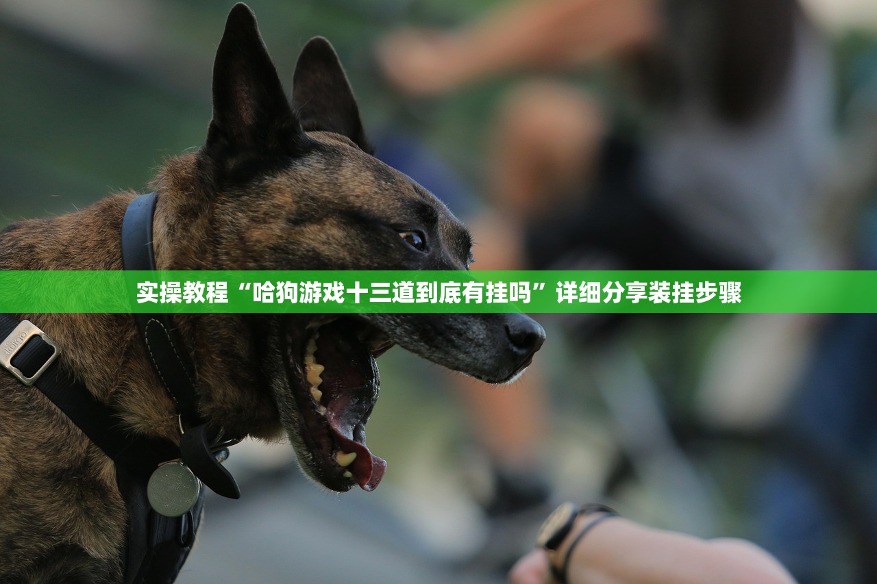 实操教程“哈狗游戏十三道到底有挂吗”详细分享装挂步骤