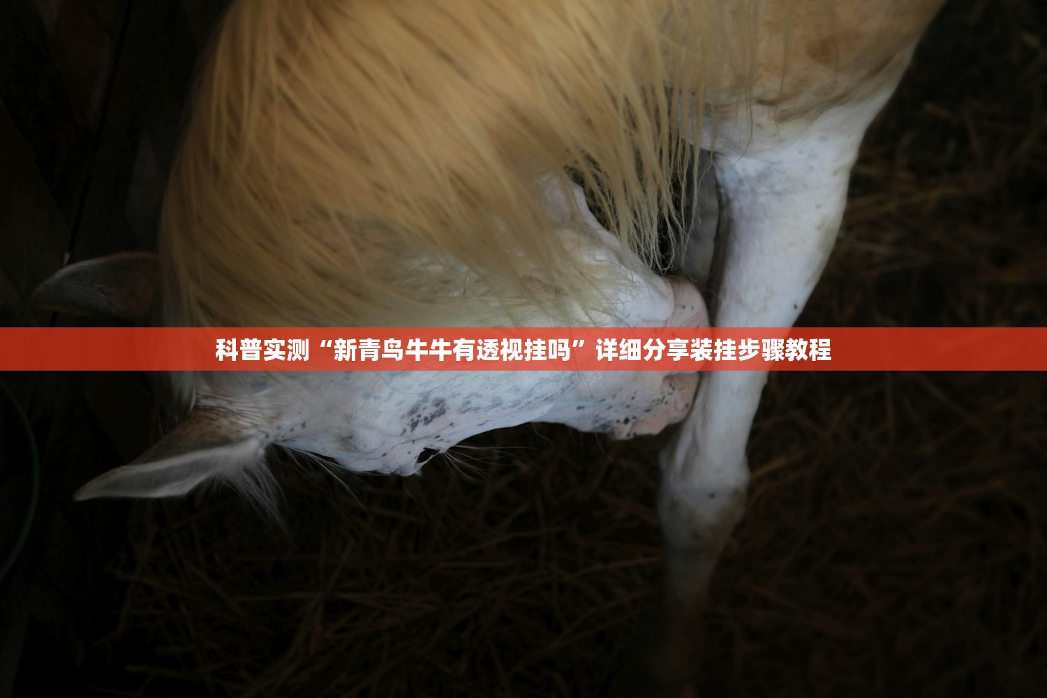 科普实测“新青鸟牛牛有透视挂吗”详细分享装挂步骤教程