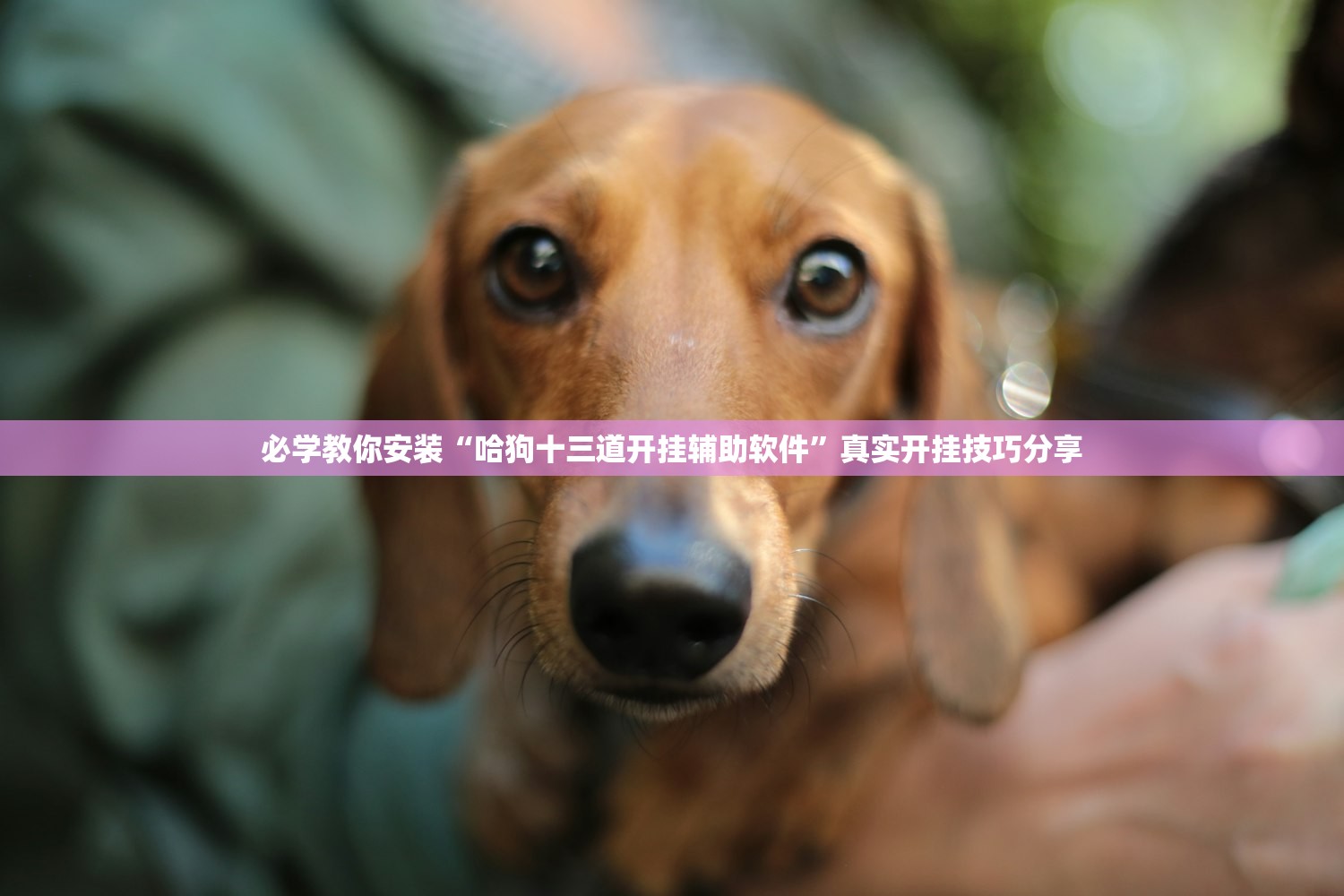 必学教你安装“哈狗十三道开挂辅助软件”真实开挂技巧分享
