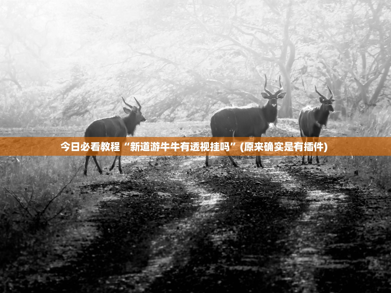 今日必看教程“新道游牛牛有透视挂吗”(原来确实是有插件) 