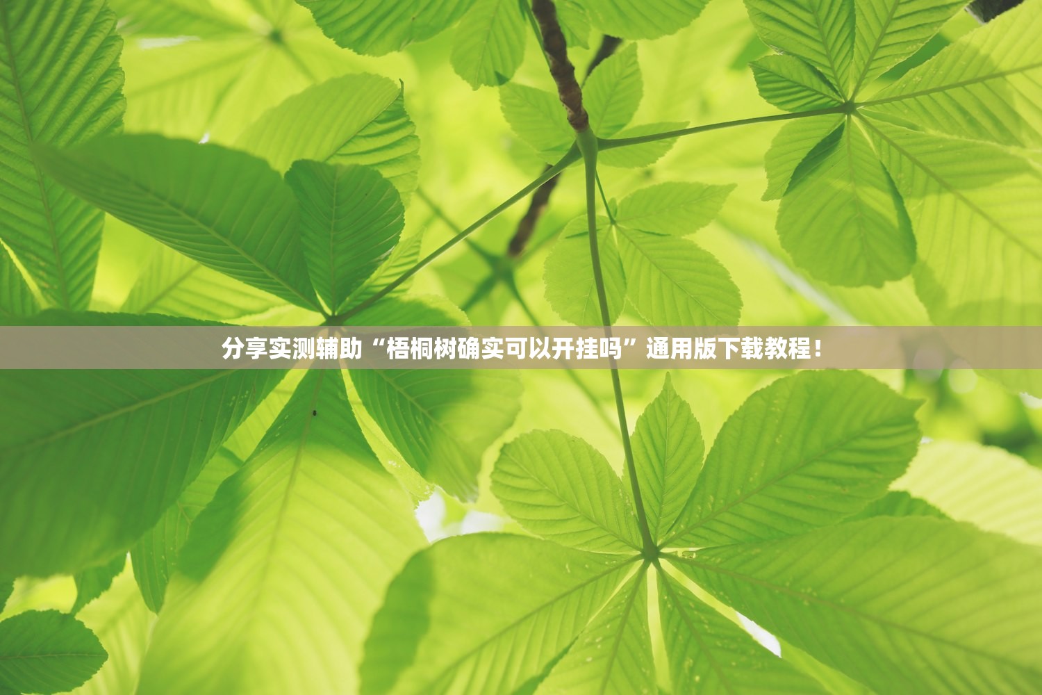 分享实测辅助“梧桐树确实可以开挂吗	”通用版下载教程！