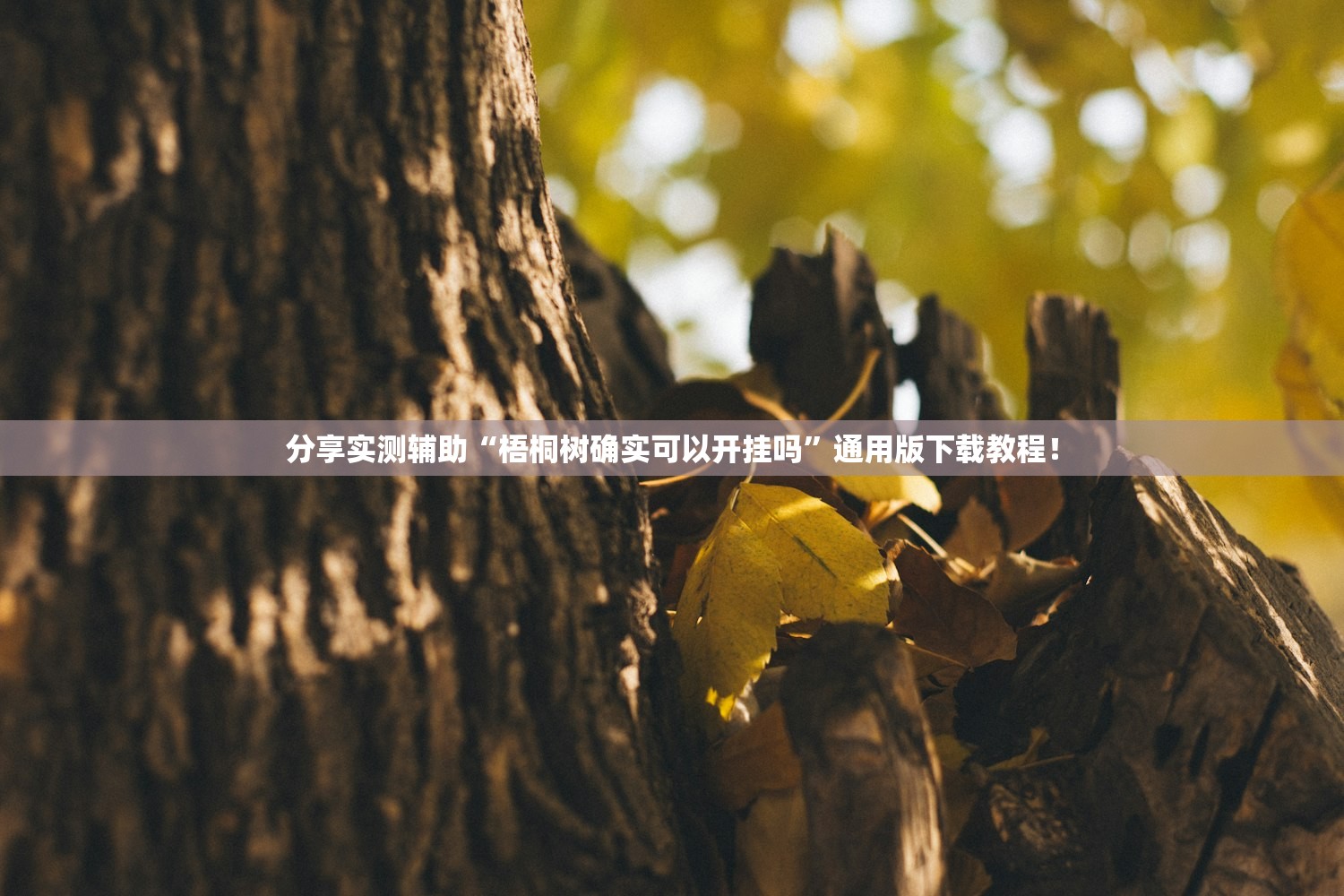 分享实测辅助“梧桐树确实可以开挂吗”通用版下载教程！