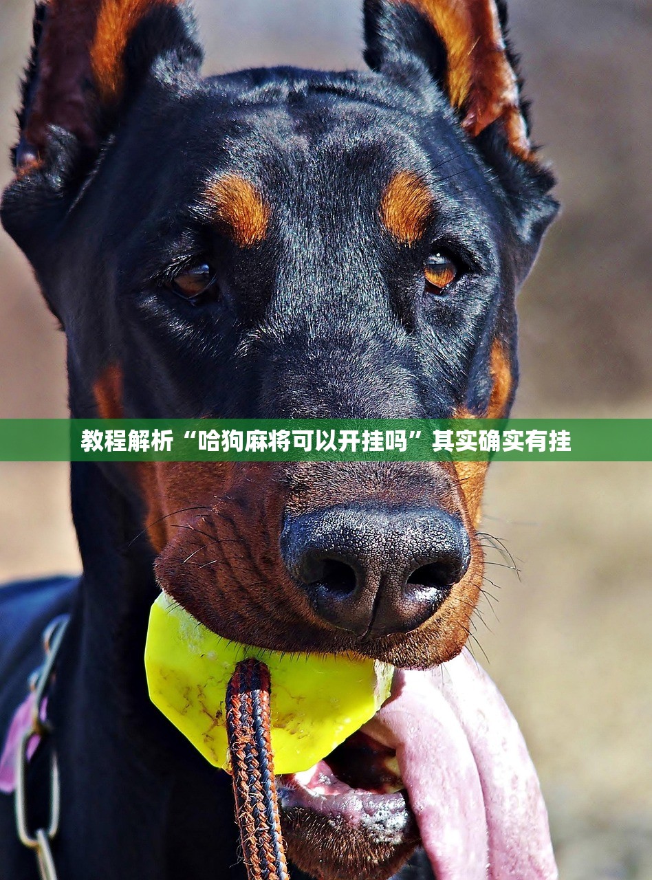 教程解析“哈狗麻将可以开挂吗”其实确实有挂