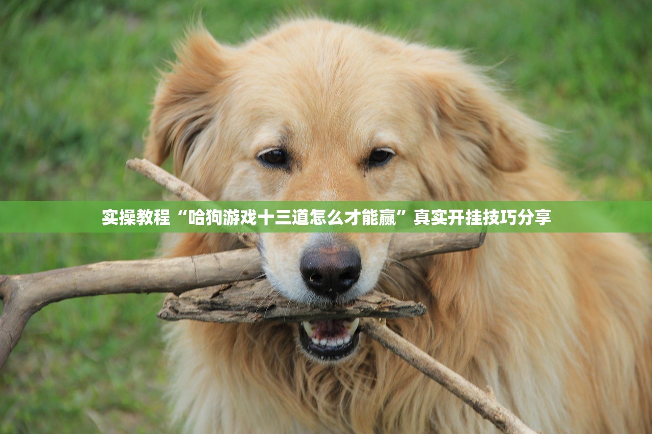实操教程“哈狗游戏十三道怎么才能赢”真实开挂技巧分享