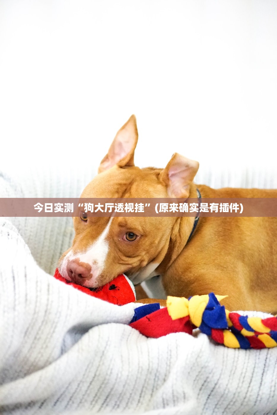 今日实测“狗大厅透视挂”(原来确实是有插件)