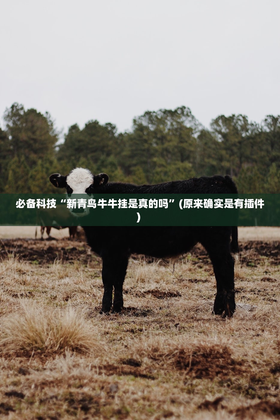 必备科技“新青鸟牛牛挂是真的吗”(原来确实是有插件) 