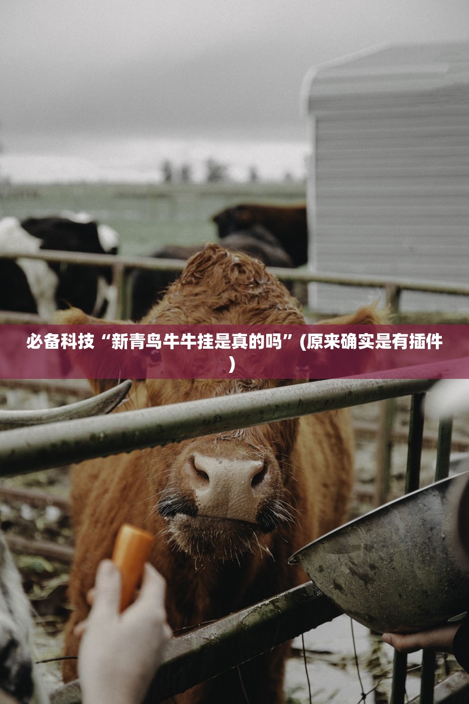 必备科技“新青鸟牛牛挂是真的吗”(原来确实是有插件) 