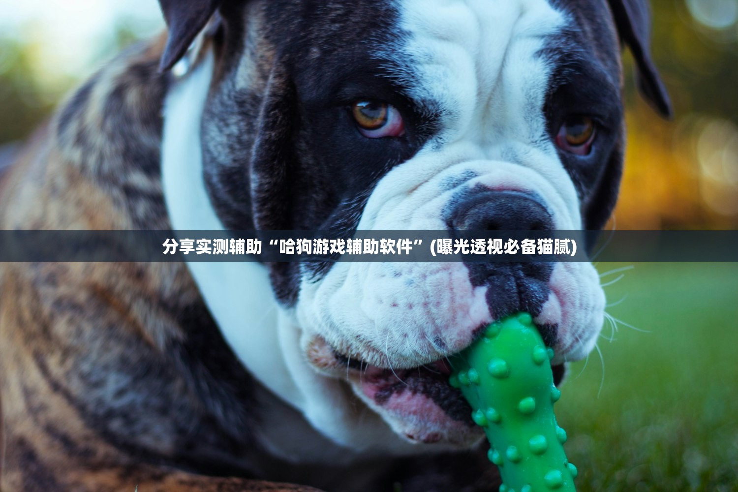 分享实测辅助“哈狗游戏辅助软件”(曝光透视必备猫腻)