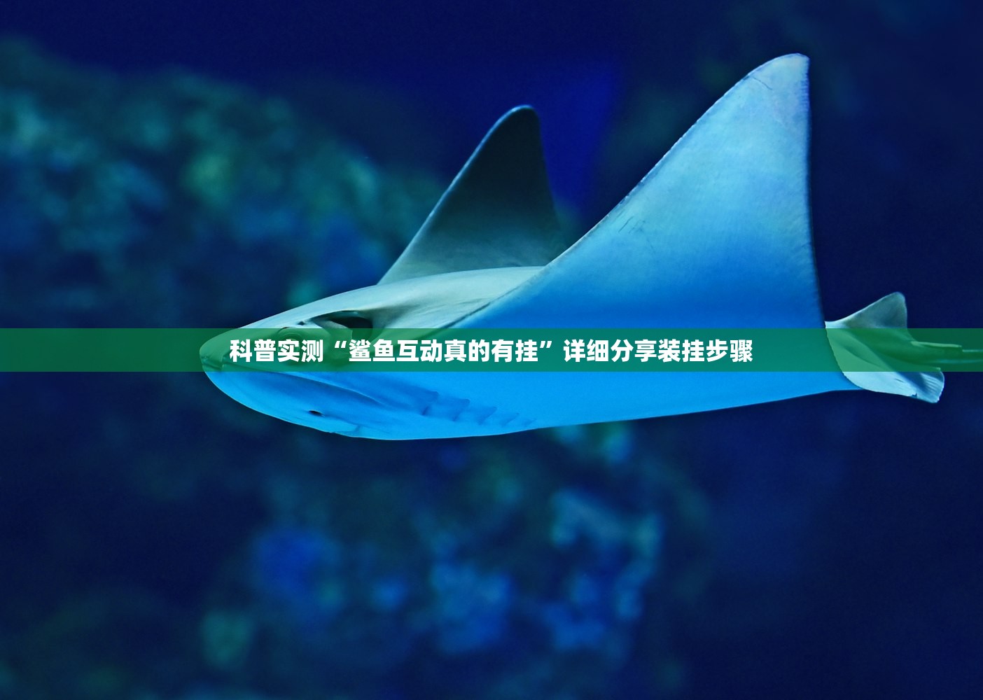 科普实测“鲨鱼互动真的有挂	”详细分享装挂步骤