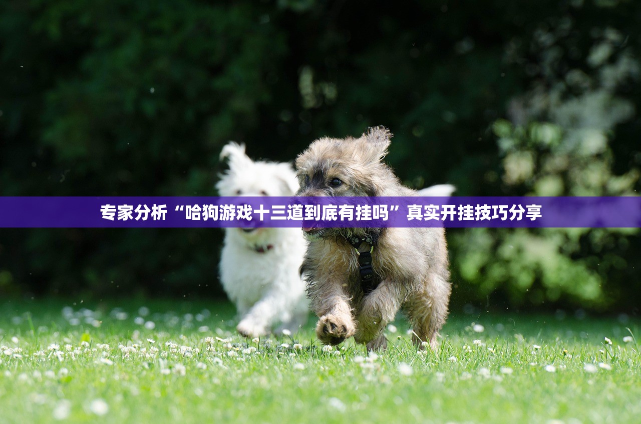 专家分析“哈狗游戏十三道到底有挂吗”真实开挂技巧分享