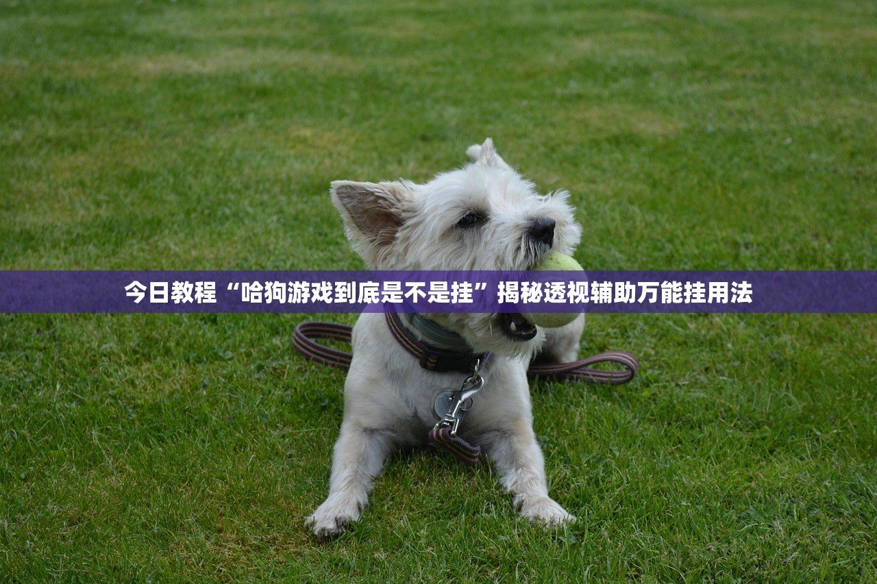 今日教程“哈狗游戏到底是不是挂”揭秘透视辅助万能挂用法