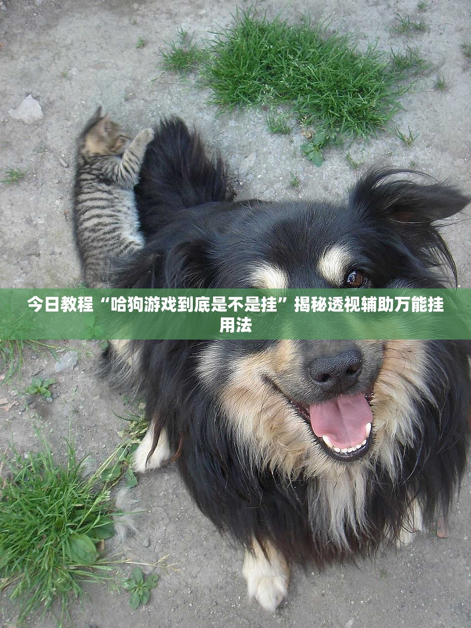 今日教程“哈狗游戏到底是不是挂	”揭秘透视辅助万能挂用法