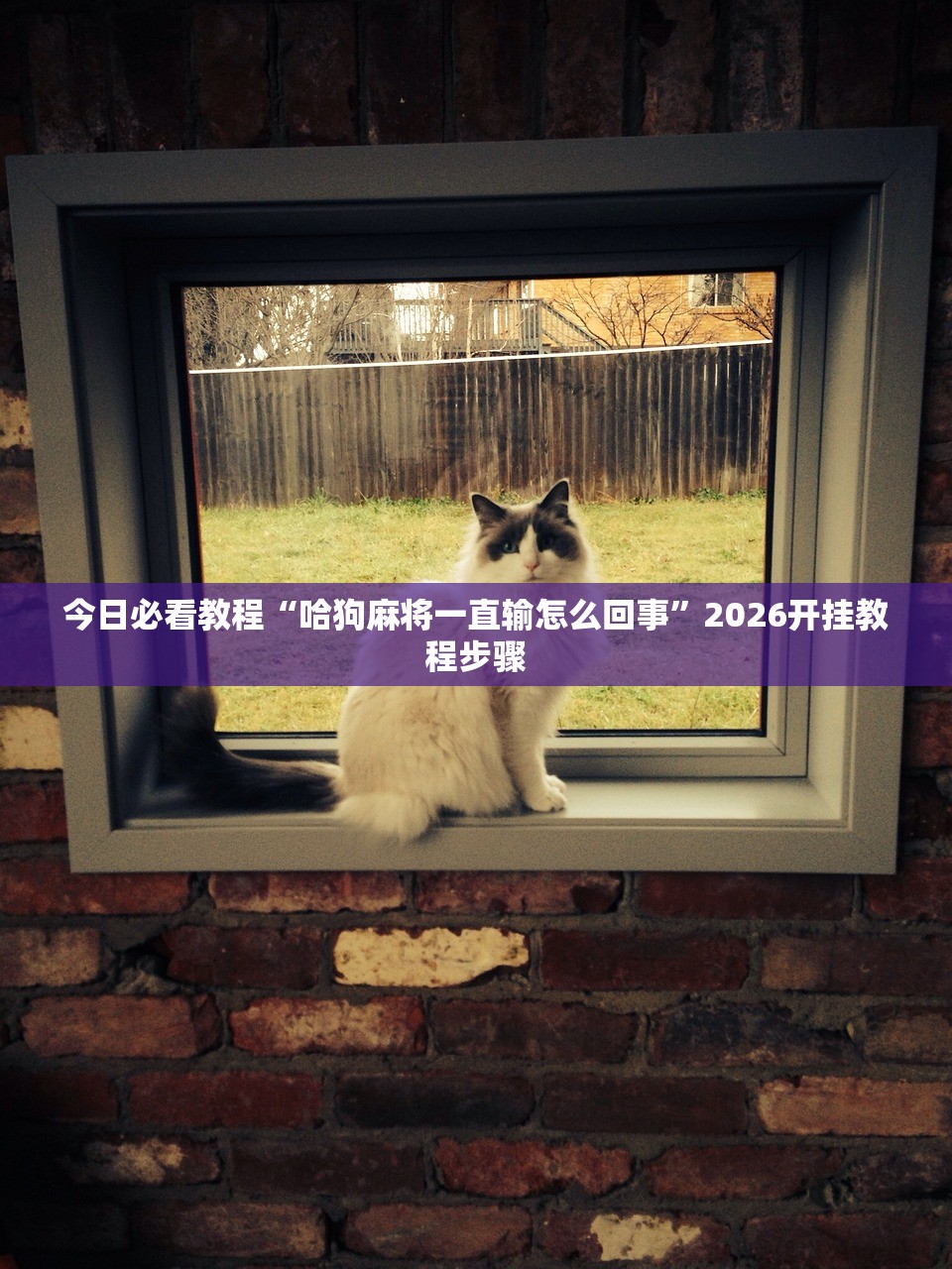 今日必看教程“哈狗麻将一直输怎么回事”2026开挂教程步骤