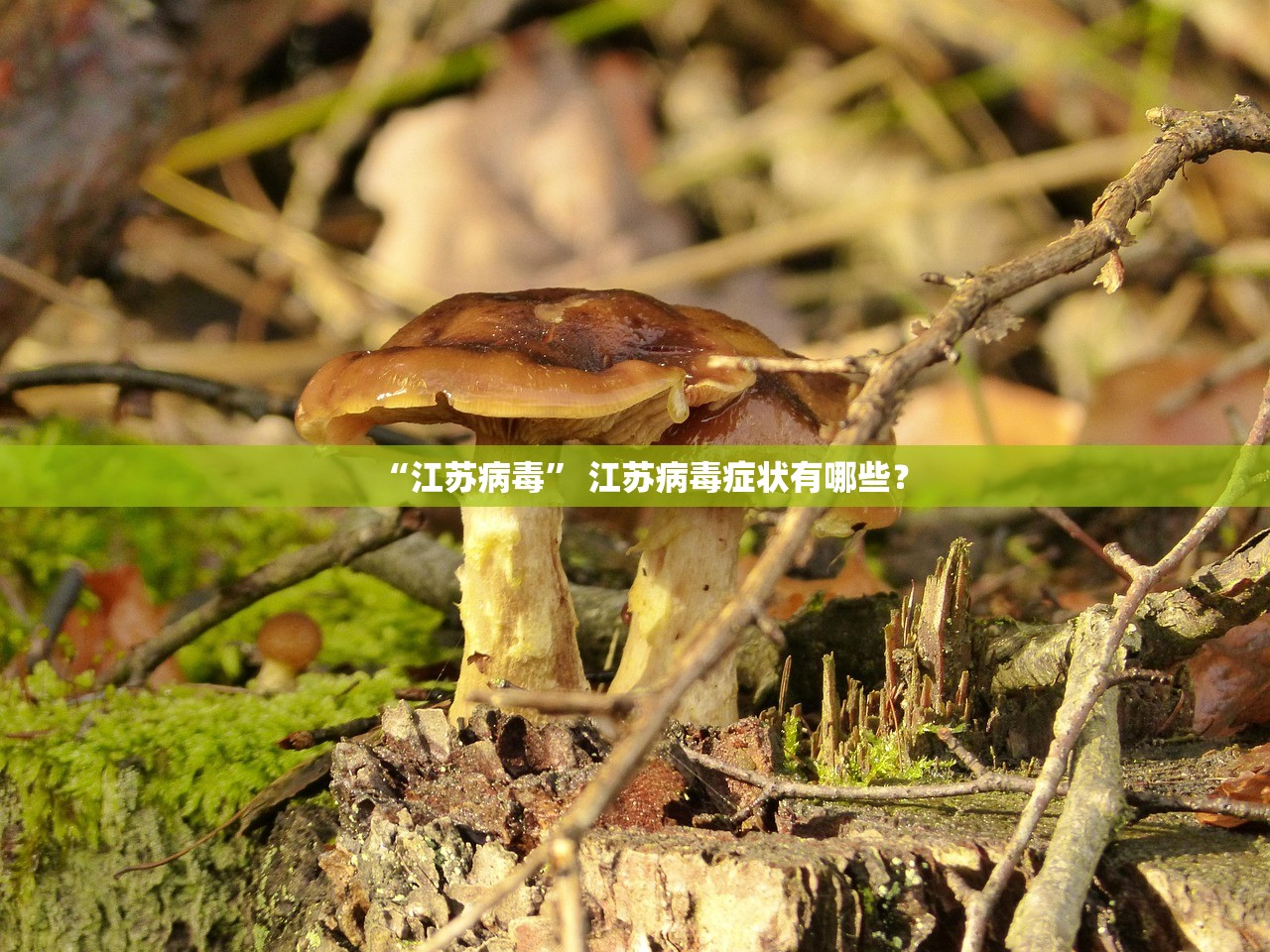 “江苏病毒” 江苏病毒症状有哪些？