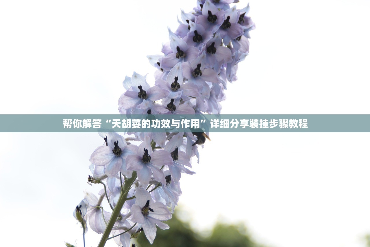 帮你解答“天胡荽的功效与作用”详细分享装挂步骤教程
