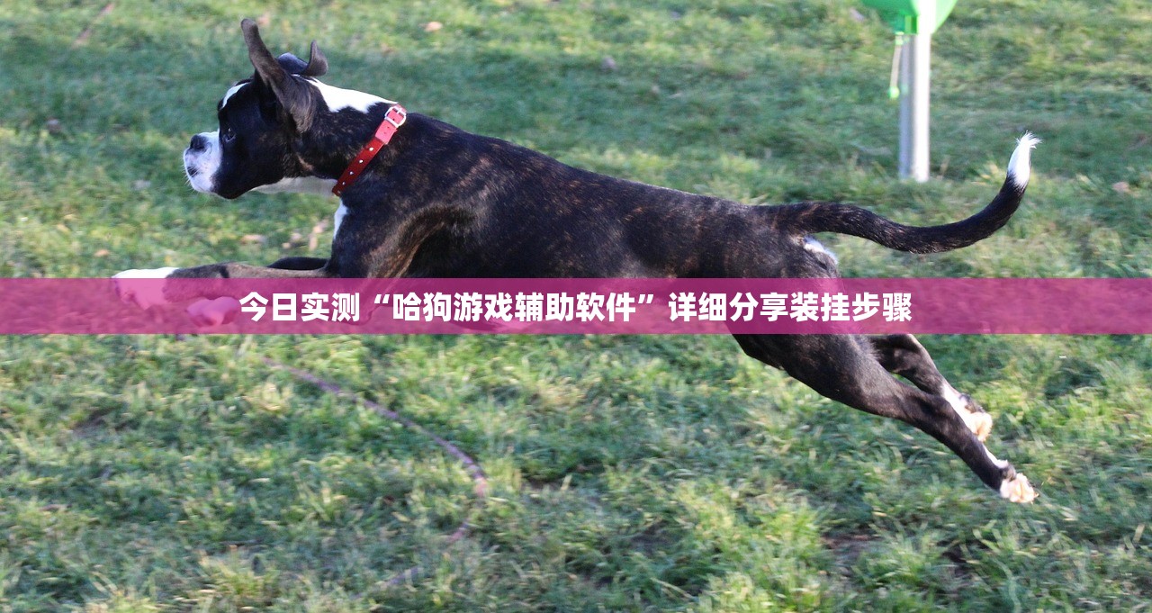 今日实测“哈狗游戏辅助软件”详细分享装挂步骤