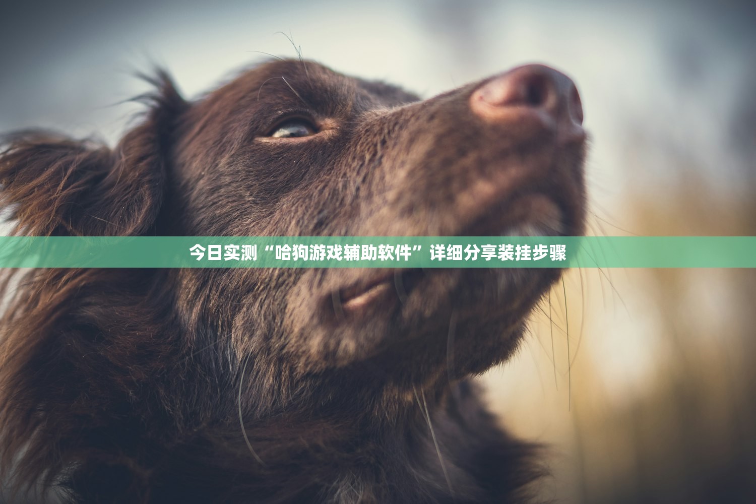 今日实测“哈狗游戏辅助软件	”详细分享装挂步骤