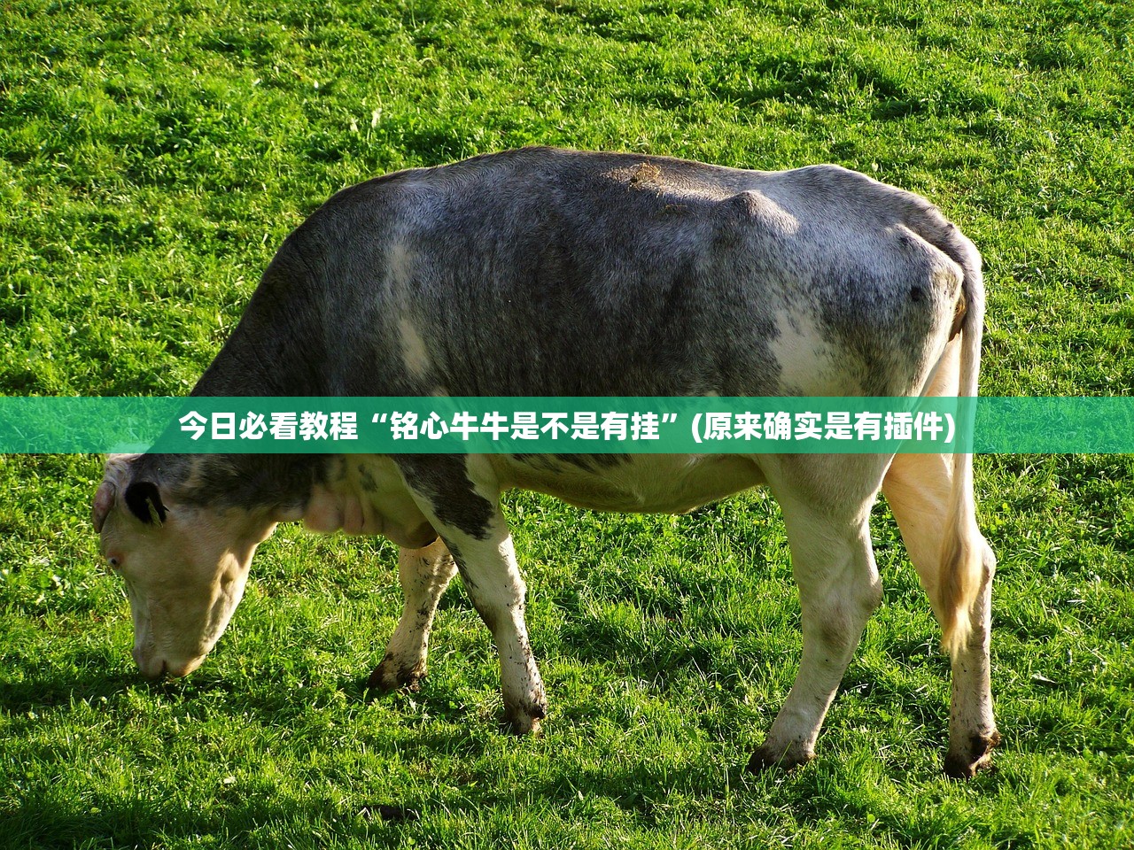 必学教你安装“手机麻将必赢神器免费下载”详细开挂教程