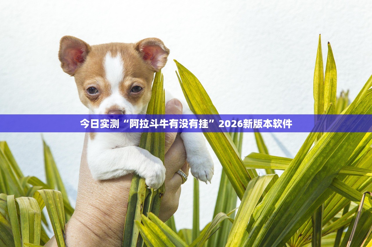 今日实测“阿拉斗牛有没有挂”2026新版本软件