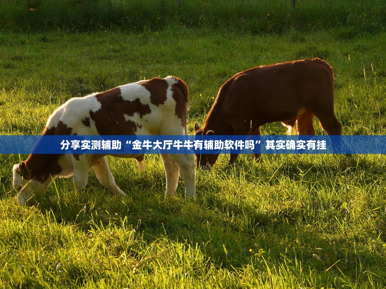 分享实测辅助“金牛大厅牛牛有辅助软件吗	”其实确实有挂