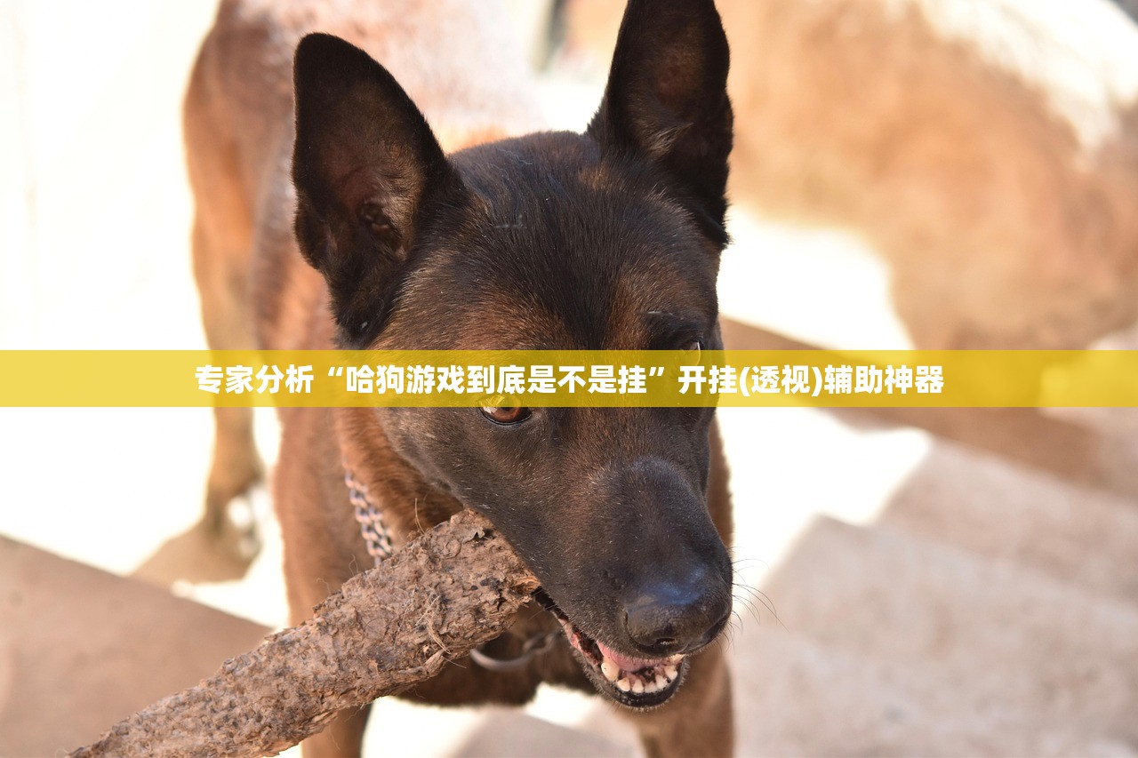 专家分析“哈狗游戏到底是不是挂”开挂(透视)辅助神器