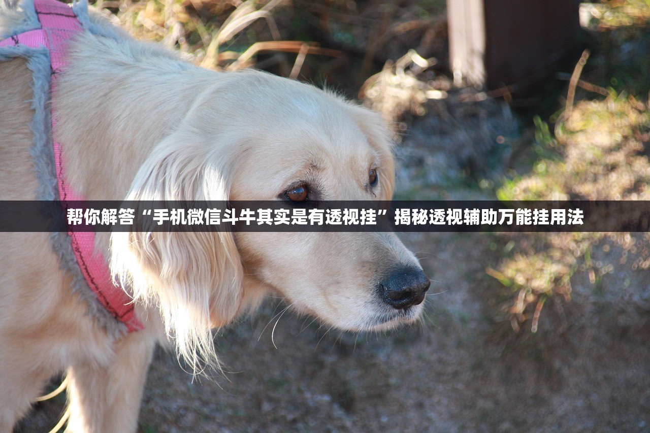 帮你解答“手机微信斗牛其实是有透视挂”揭秘透视辅助万能挂用法